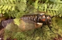 Animals - Insects Misc